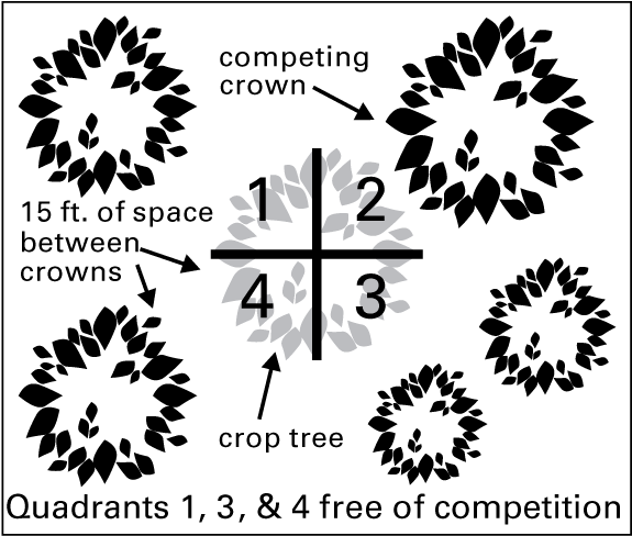 Illustration of crop tree quadrant system