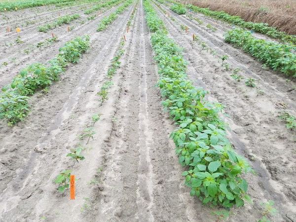 Color photo of field with sweetpotato and Palmer amaranth