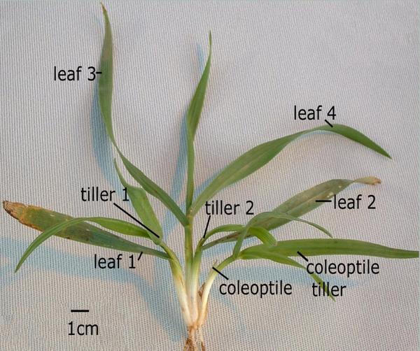 Color photo of wheat plant identifying leaves and tillers