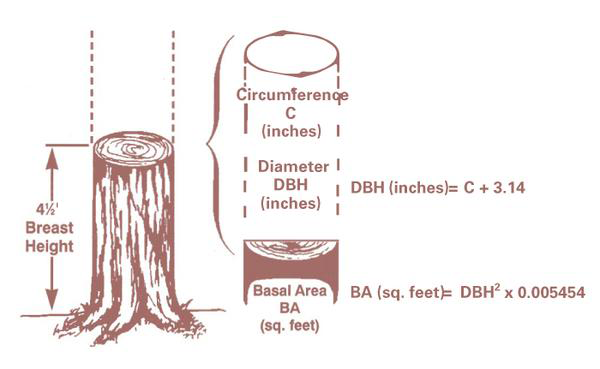 Illustrating how to measure a tree to calculate basal area.