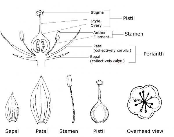 Drawing of parts of a flower.