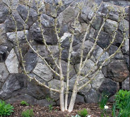 A fan-shaped, espaliered shrub in front of a rock wall