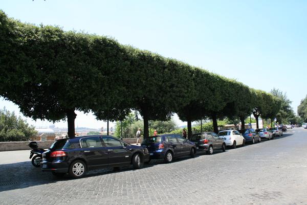 A line of pleached trees creates a border along a row of cars