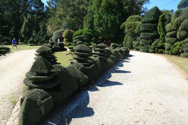 Intricate topiaries of many shapes line a walkway