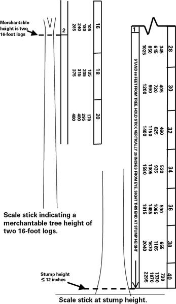 Example of how to read merchantable height using the scale stick
