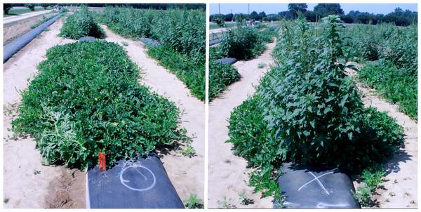 Photos of melon vines and tall Palmar amaranth above vines