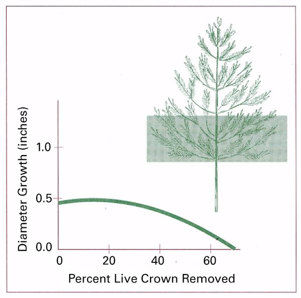 Graph showing impact of excessive pruning on tree growth