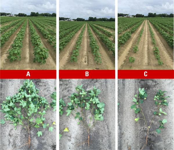Photos of rows and close-ups of cotton plants at stage a, b, and c