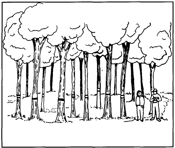 Illustration of trees with ribbons indicating which ones to cut