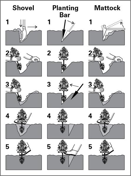 Planting methods using a shovel, planting bar, or mattock