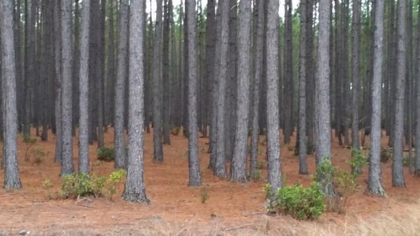 Photo of unthinned pine plantation