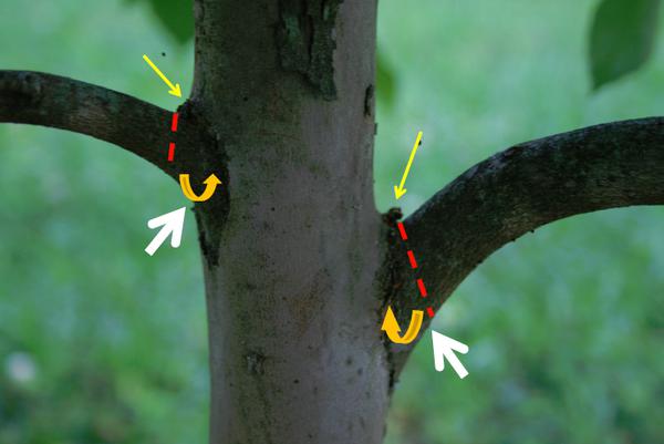 Branch collar, branch bark ridge, and where to make cuts on tree