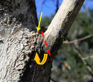 Markers show branch bark ridge and angle of collar cut
