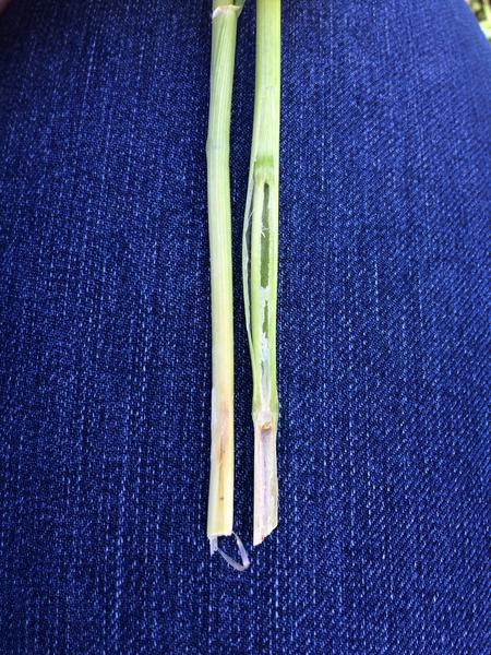 Freeze injured wheat stem tissues