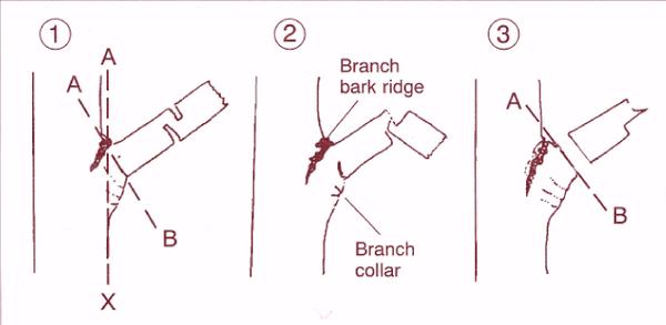 Illustration of the steps for natural-target pruning