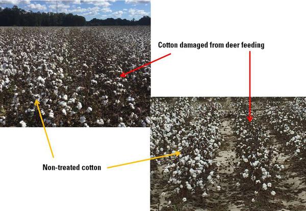 End season photos of damaged cotton plants from simulated deer feeding