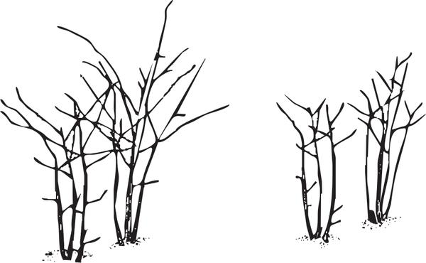 Illustration of erect blackberries before and after pruning