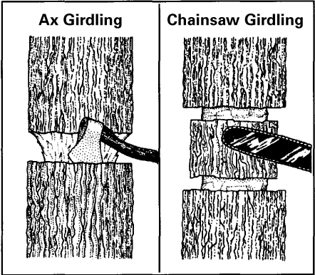 Illustration showing ax girdling and chainsaw girdling