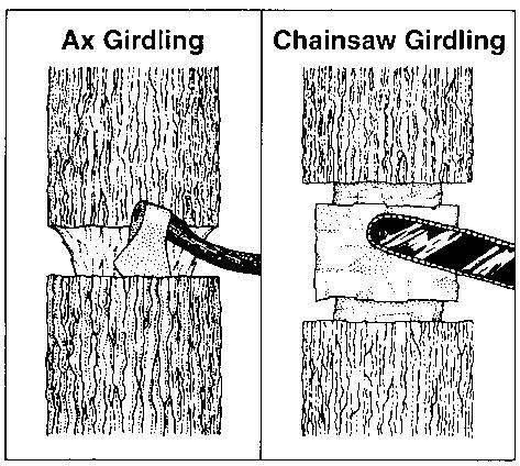 Illustrations of ax girding and chainsaw girding