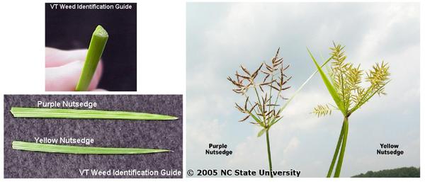 Photos of stem, leaf tips, and flower heads of nutsedges