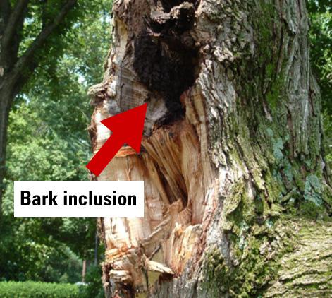 Arrow shows where bark grew, making the tree vulnerable to damag