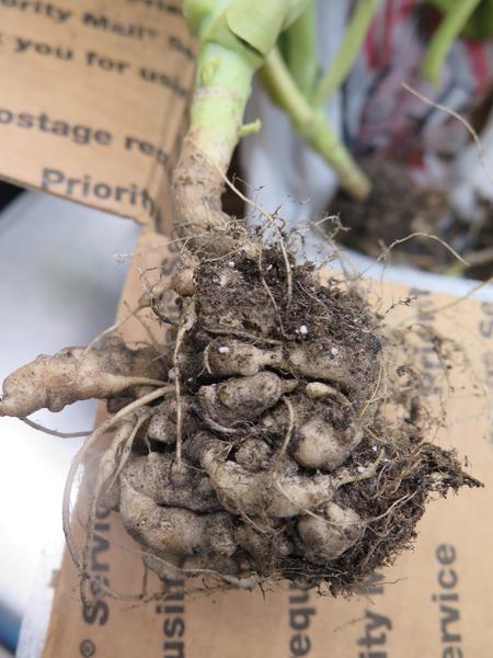 Photo of swollen brassica roots caused by clubroot disease