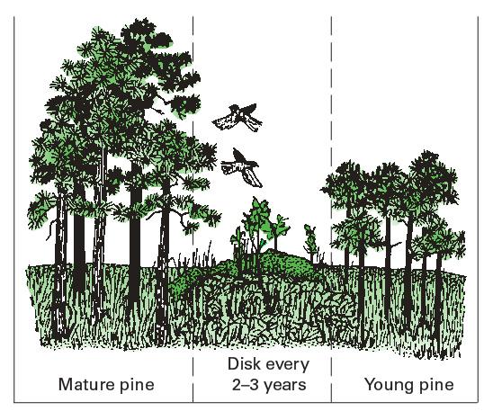 Illustration of a forest with mature pine and edges