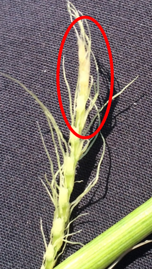 Sterile florets at the top of developing wheat head