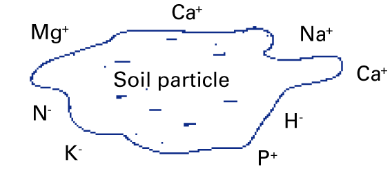 A negatively charged soil particle surrounded by nutrients