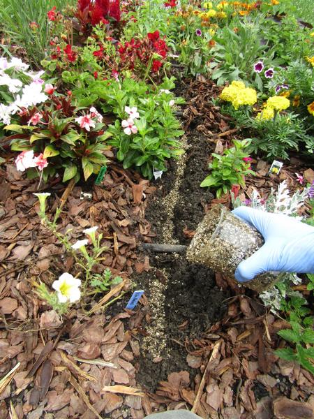 Close-up of hand sprinkling particles in flower bed trench