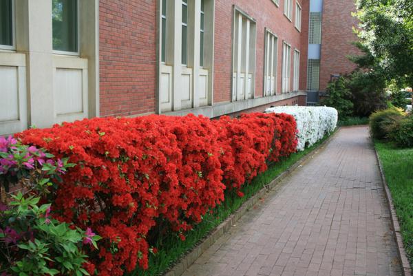 A hedge of brightly blooming azaleas grows along a brick walkway