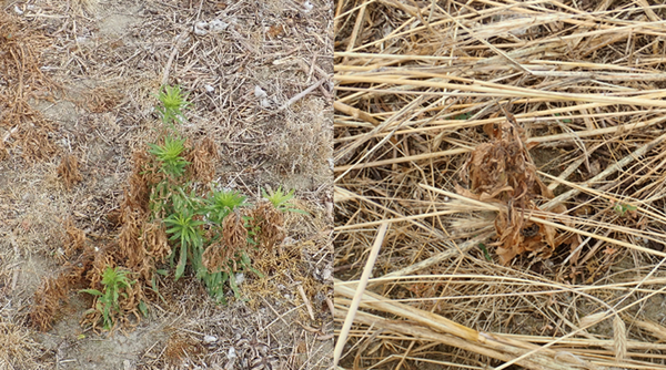 Split photo of dying horseweed (L) and dead horseweed (R)