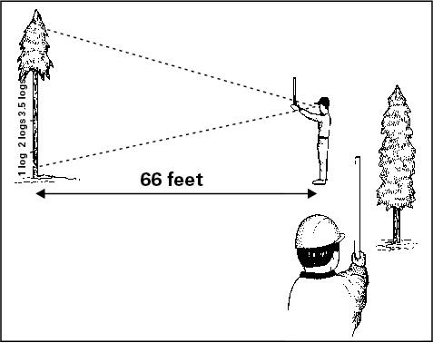 Illustration on how to measure tree height with Merritt hypsomet