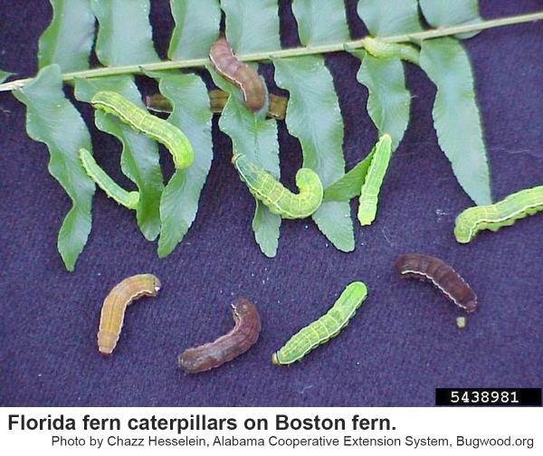 le Florida fern caterpillars.