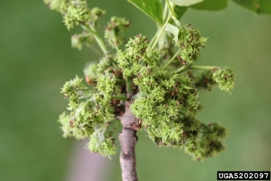 A lumpy green tumor-like growth on an ash tree