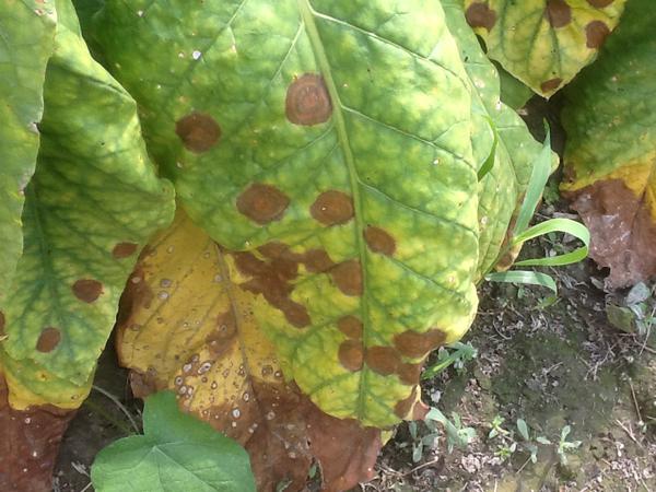 Phytophthora nicotianae leaf spot