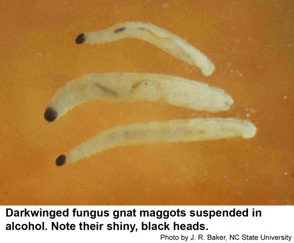 Darkwinged fungus gnat maggots