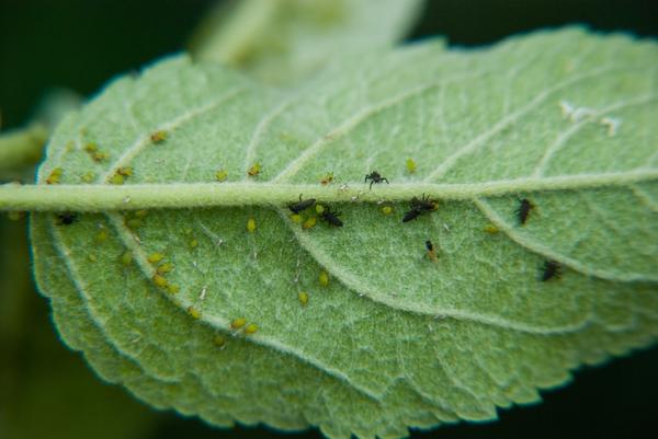 Lady beetle larvae feeding on aphids
