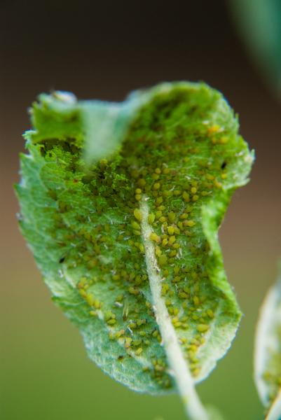 Aphid-infested apple leaf