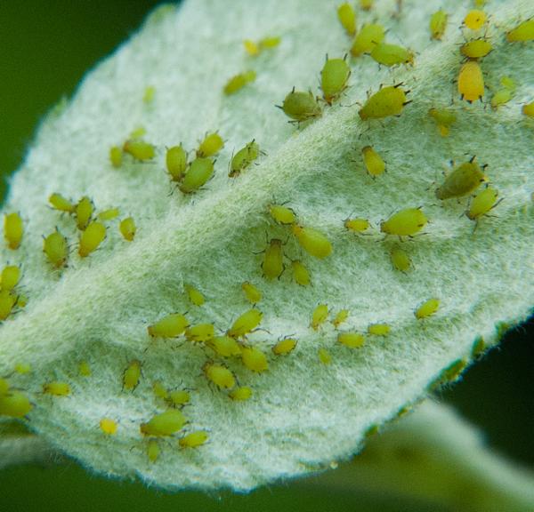 Thumbnail image for Green Apple Aphid / Spirea Aphid