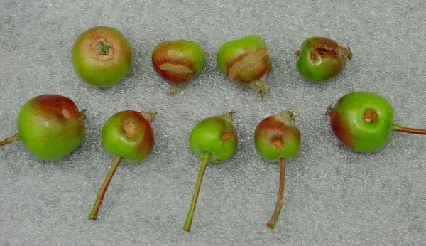 GFW feeding damage on young apples