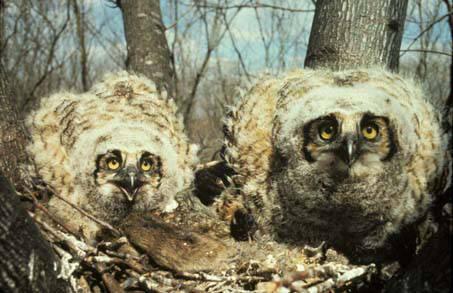 Photo of great-horned owls in nest