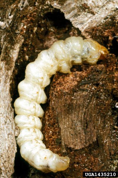 Grape root borer larva