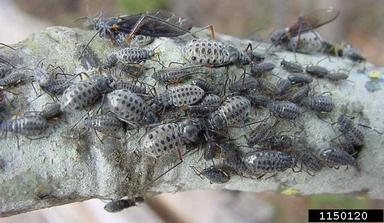 Gray insects with black spots cluster on twig