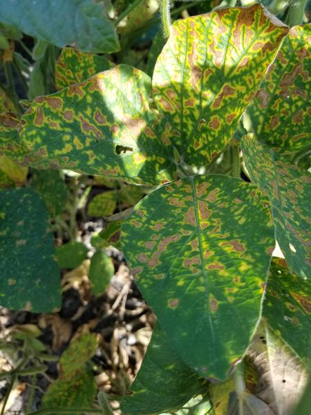 Phot of foliar symptoms in soybean