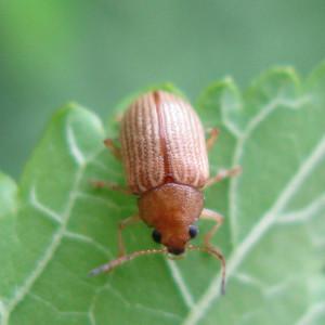 Photo of grape colaspis beetle