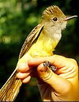 Photo of crested flycatcher