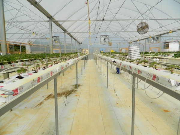 Photo of interior of greenhouse
