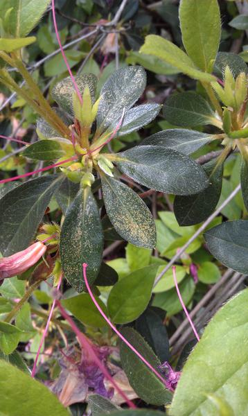 Stippling damage on azalea leaves from azalea lace bugs