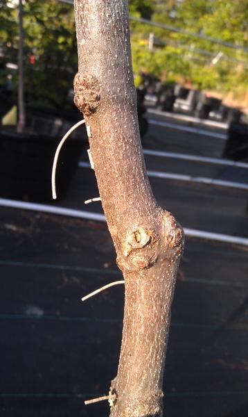 Frass strands emerging from a dogwood trunk
